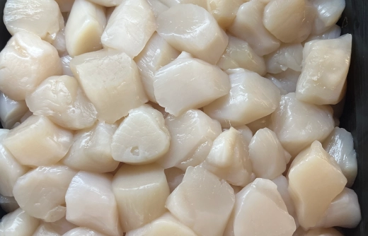 Mollusks